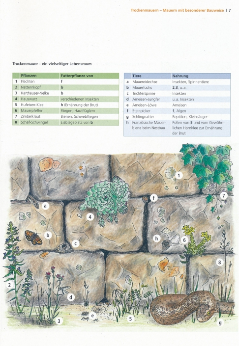 "Lebensraum Trockenmauer"; aus: "Handlungsleitfaden Trockenckenmauersanierung; Tusche und Buntstifte
